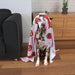 Pet Blankets - Chilli - printonitshop